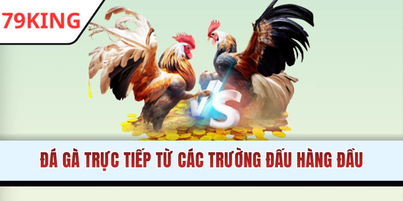 Theo dõi và đặt cược các trận đá gà nảy lửa